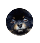 熊  犬（個別スタンプ：1）