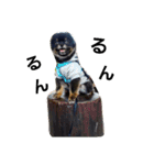 熊  犬（個別スタンプ：3）