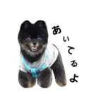 熊  犬（個別スタンプ：5）