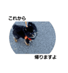 熊  犬（個別スタンプ：7）