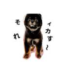 熊  犬（個別スタンプ：10）