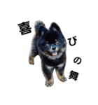 熊  犬（個別スタンプ：11）