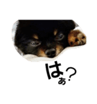 熊  犬（個別スタンプ：12）