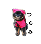熊  犬（個別スタンプ：13）