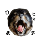 熊  犬（個別スタンプ：16）