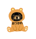 熊  犬（個別スタンプ：17）