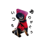 熊  犬（個別スタンプ：18）