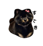 熊  犬（個別スタンプ：19）
