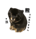 熊  犬（個別スタンプ：25）