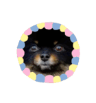 熊  犬（個別スタンプ：29）
