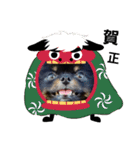 熊  犬（個別スタンプ：30）