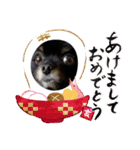 熊  犬（個別スタンプ：31）