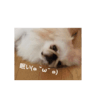 ★ペキニーズ☆（個別スタンプ：1）