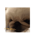 ★ペキニーズ☆（個別スタンプ：3）