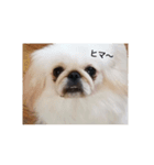 ★ペキニーズ☆（個別スタンプ：7）