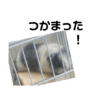 かわいい動物のすたんぷ メェちゃん編（個別スタンプ：3）