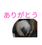 かわいい動物のすたんぷ メェちゃん編（個別スタンプ：7）