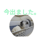 かわいい動物のすたんぷ メェちゃん編（個別スタンプ：10）