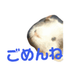かわいい動物のすたんぷ メェちゃん編（個別スタンプ：18）