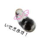 かわいい動物のすたんぷ メェちゃん編（個別スタンプ：25）