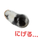 かわいい動物のすたんぷ メェちゃん編（個別スタンプ：26）