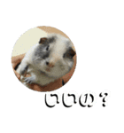 かわいい動物のすたんぷ メェちゃん編（個別スタンプ：27）