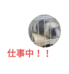 かわいい動物のすたんぷ メェちゃん編（個別スタンプ：29）