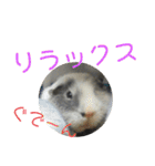 かわいい動物のすたんぷ メェちゃん編（個別スタンプ：32）