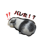 かわいい動物のすたんぷ メェちゃん編（個別スタンプ：35）