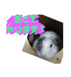 かわいい動物のすたんぷ メェちゃん編（個別スタンプ：40）