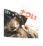 ジロー(犬)（個別スタンプ：1）
