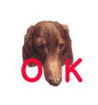 ジロー(犬)（個別スタンプ：2）