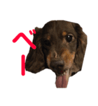 ジロー(犬)（個別スタンプ：4）