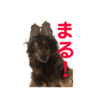 ジロー(犬)（個別スタンプ：6）