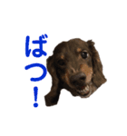 ジロー(犬)（個別スタンプ：7）