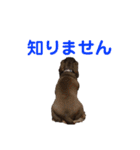 ジロー(犬)（個別スタンプ：9）