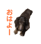 ジロー(犬)（個別スタンプ：12）