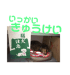 ジロー(犬)（個別スタンプ：13）