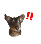 ジロー(犬)（個別スタンプ：15）