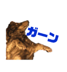 ジロー(犬)（個別スタンプ：16）