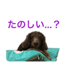 ジロー(犬)（個別スタンプ：18）