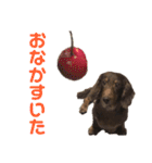 ジロー(犬)（個別スタンプ：23）