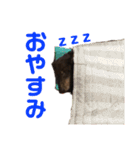 ジロー(犬)（個別スタンプ：24）