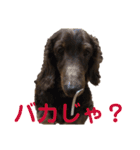 ジロー(犬)（個別スタンプ：26）