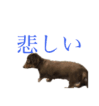 ジロー(犬)（個別スタンプ：30）