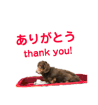 ジロー(犬)（個別スタンプ：31）