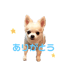 チワワのハルのスタンプ（個別スタンプ：5）