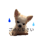 チワワのハルのスタンプ（個別スタンプ：15）