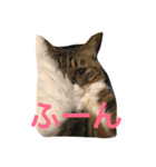 日本猫つくねのすたんぷ（個別スタンプ：1）