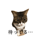 日本猫つくねのすたんぷ（個別スタンプ：2）